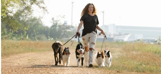 How To Become A Dog Walker In Australia A Complete Guide Study In 